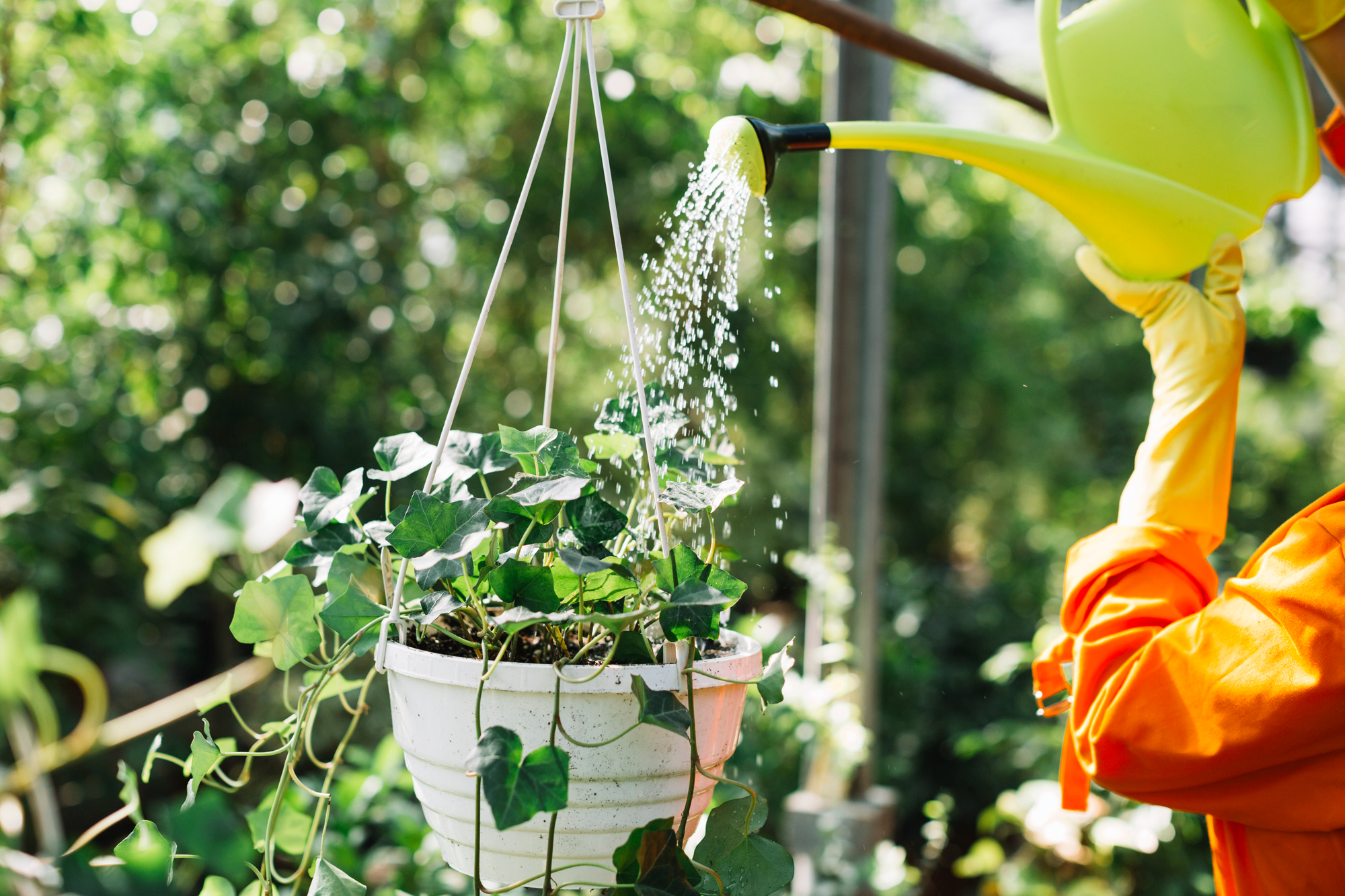 hanging plants