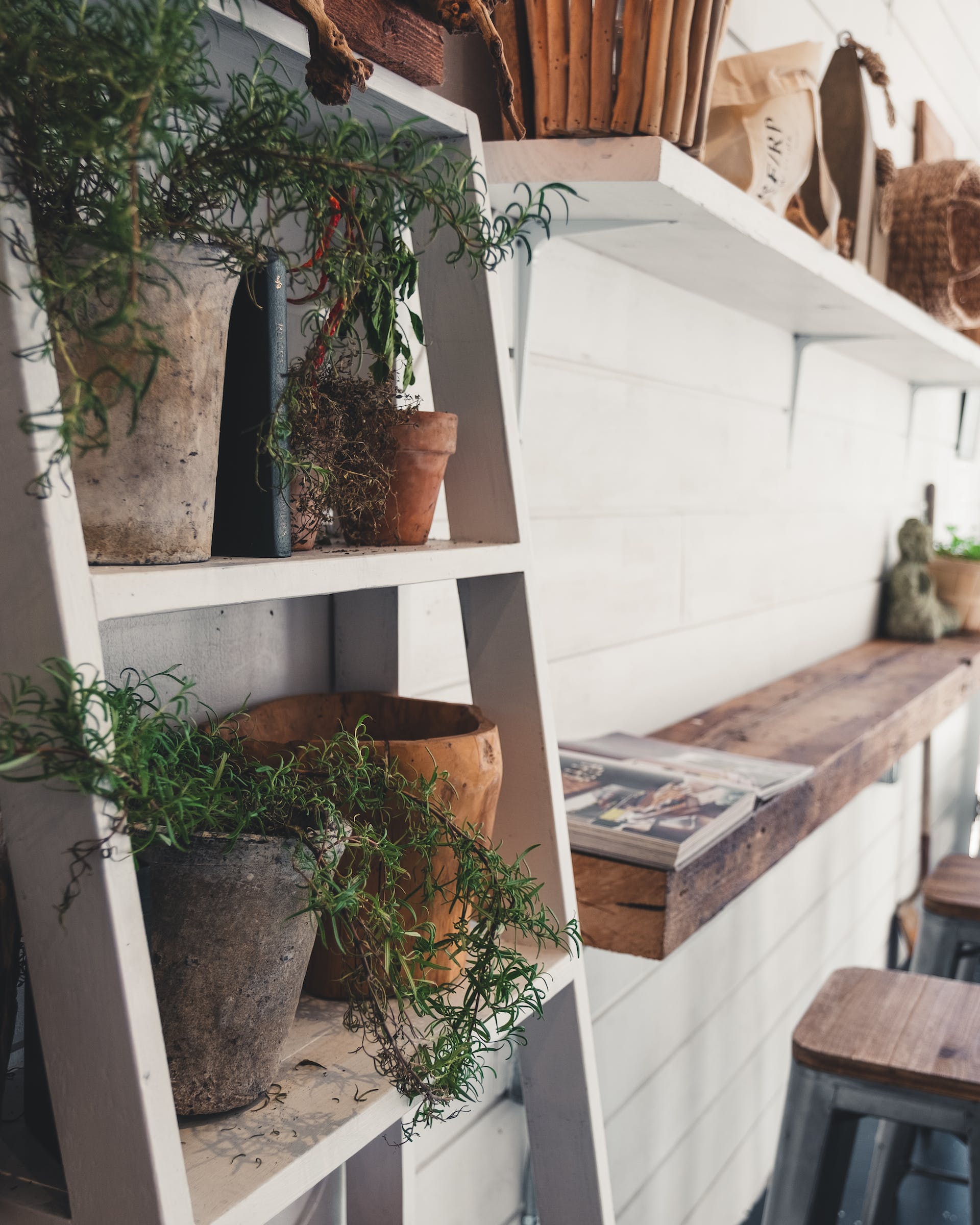 hanging plants