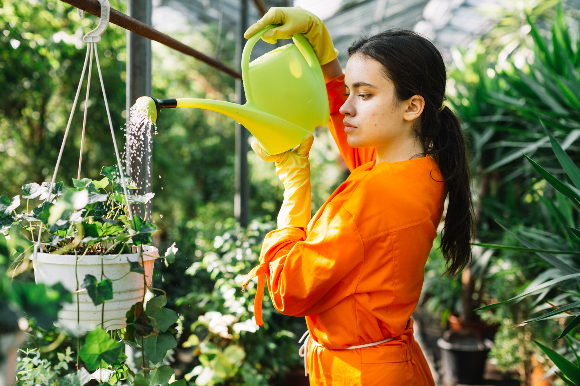 hanging plants