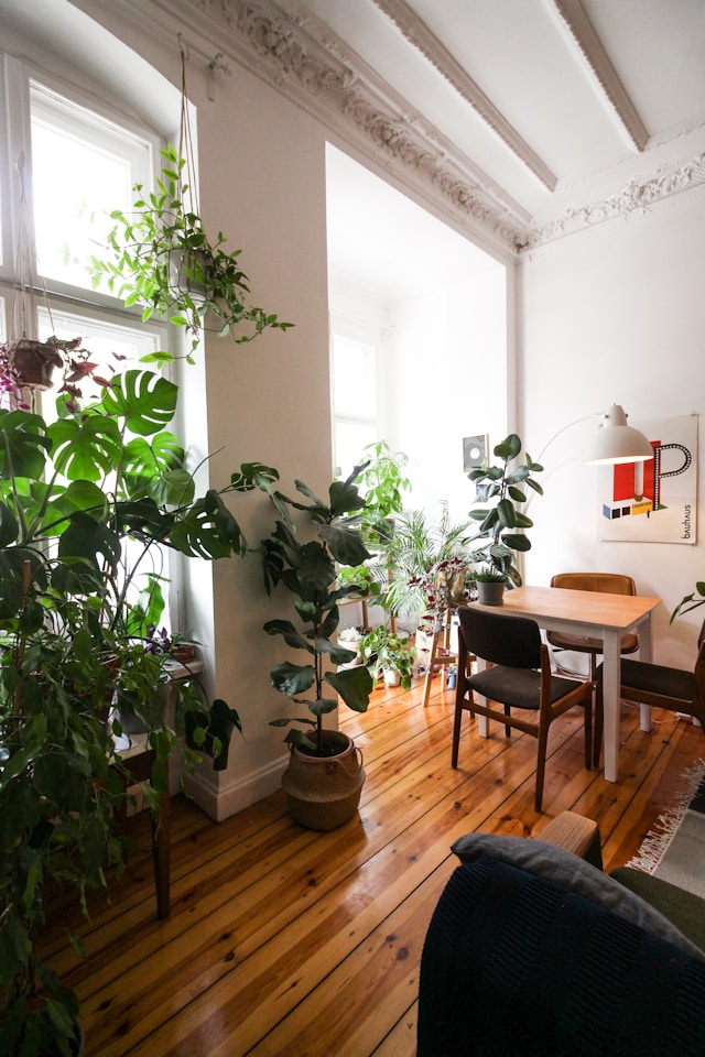 plants in living room