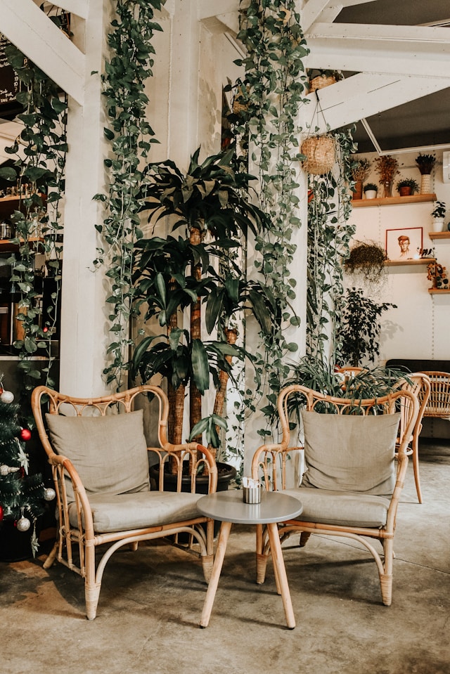 plants in living room