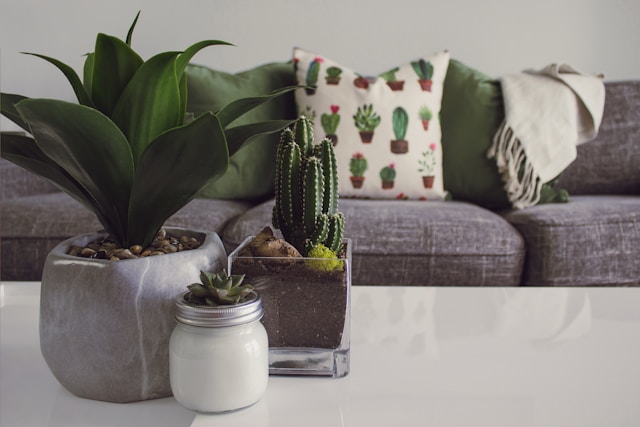 plants in living room