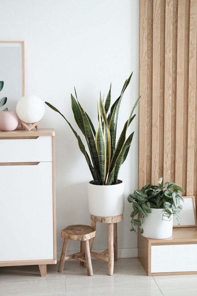 plants in living room